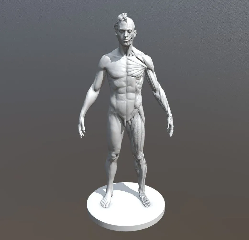 PBR Game 3D Models - Male Ecorche
