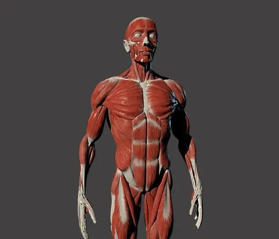 PBR Game 3D Models - Male Full Body Ecorche