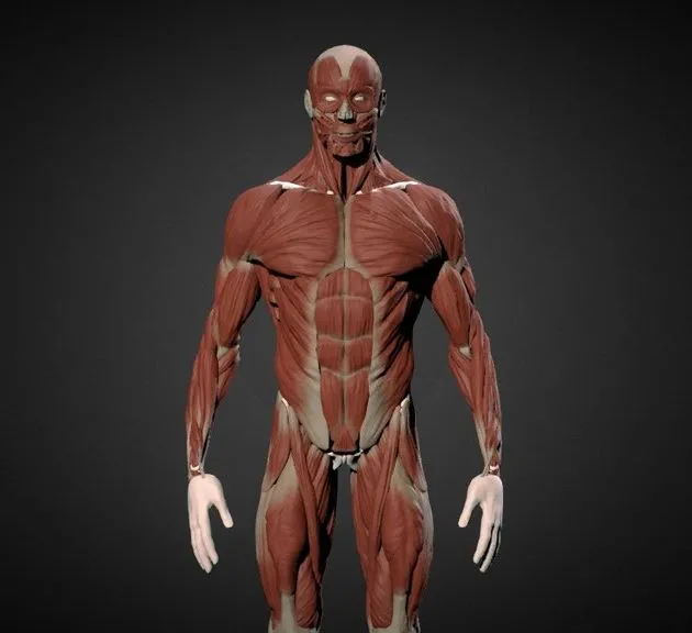 PBR Game 3D Models - Man Ecorche