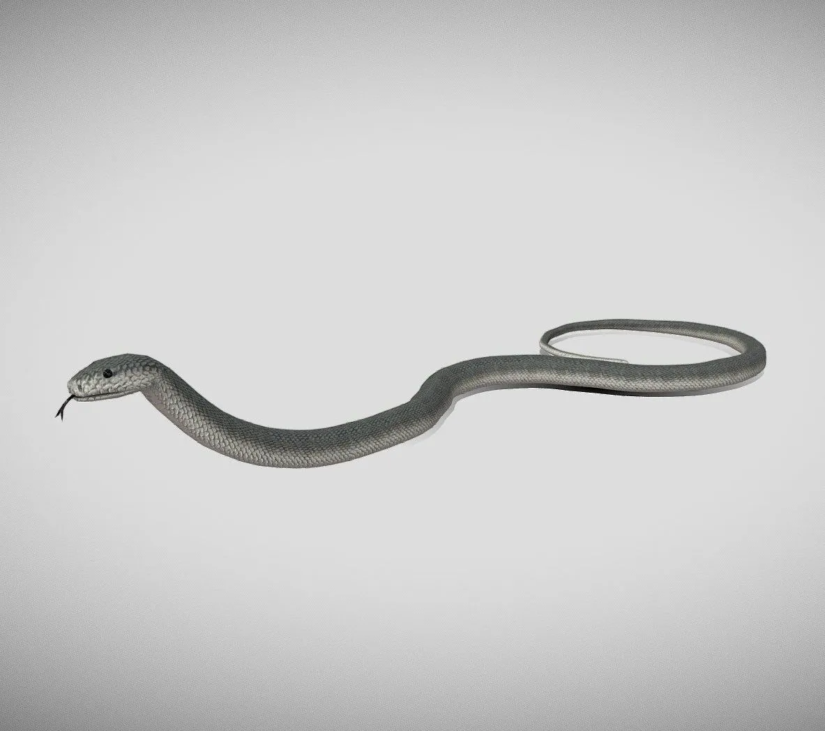 PBR Game 3D Models - Medhue Black Mamba