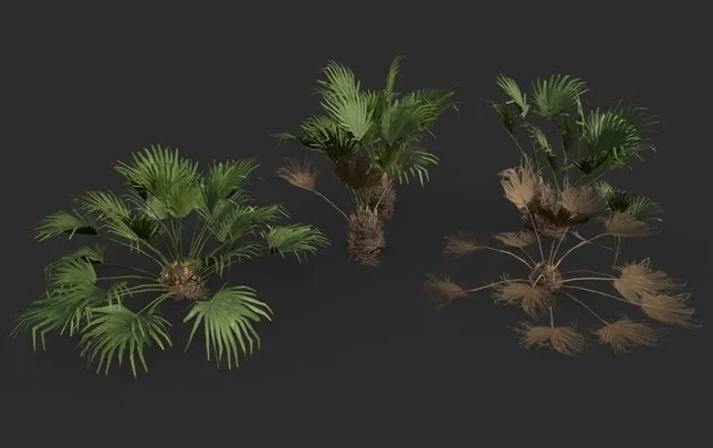 PBR Game 3D Models - Modular Needle Palm Tree