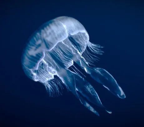 PBR Game 3D Models - Moon Jellyfish