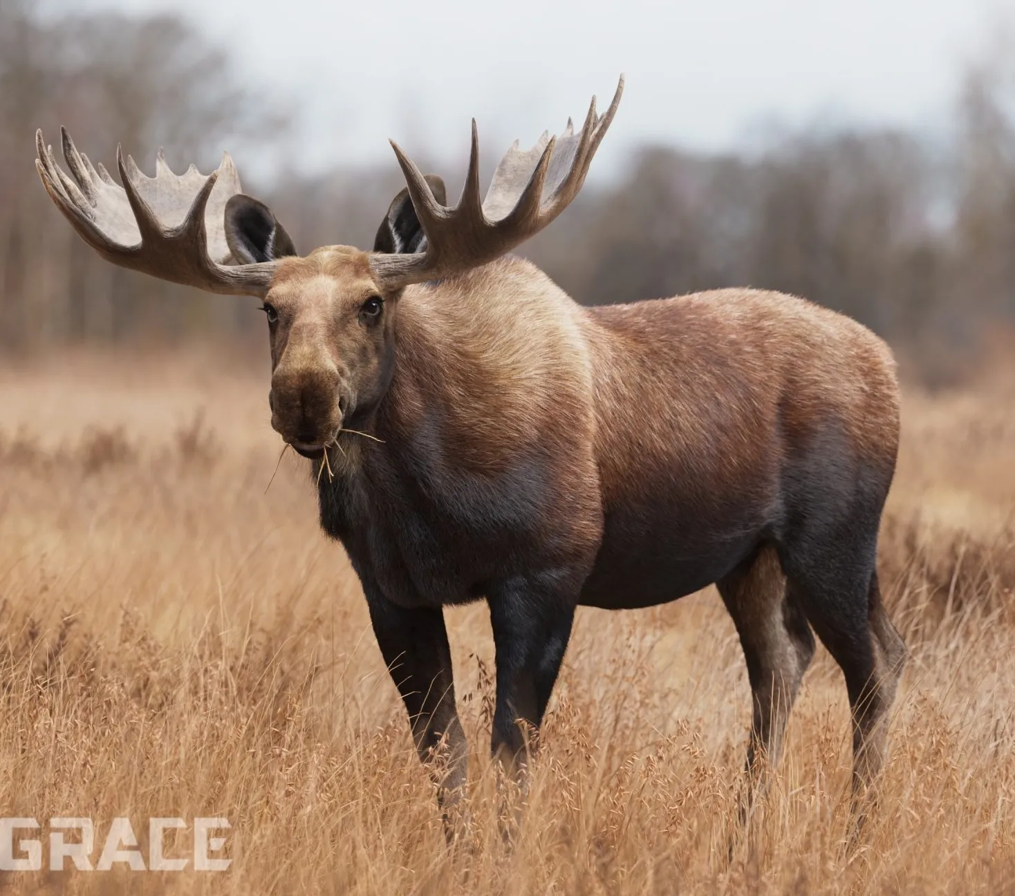 PBR Game 3D Models - Moose Male Animated