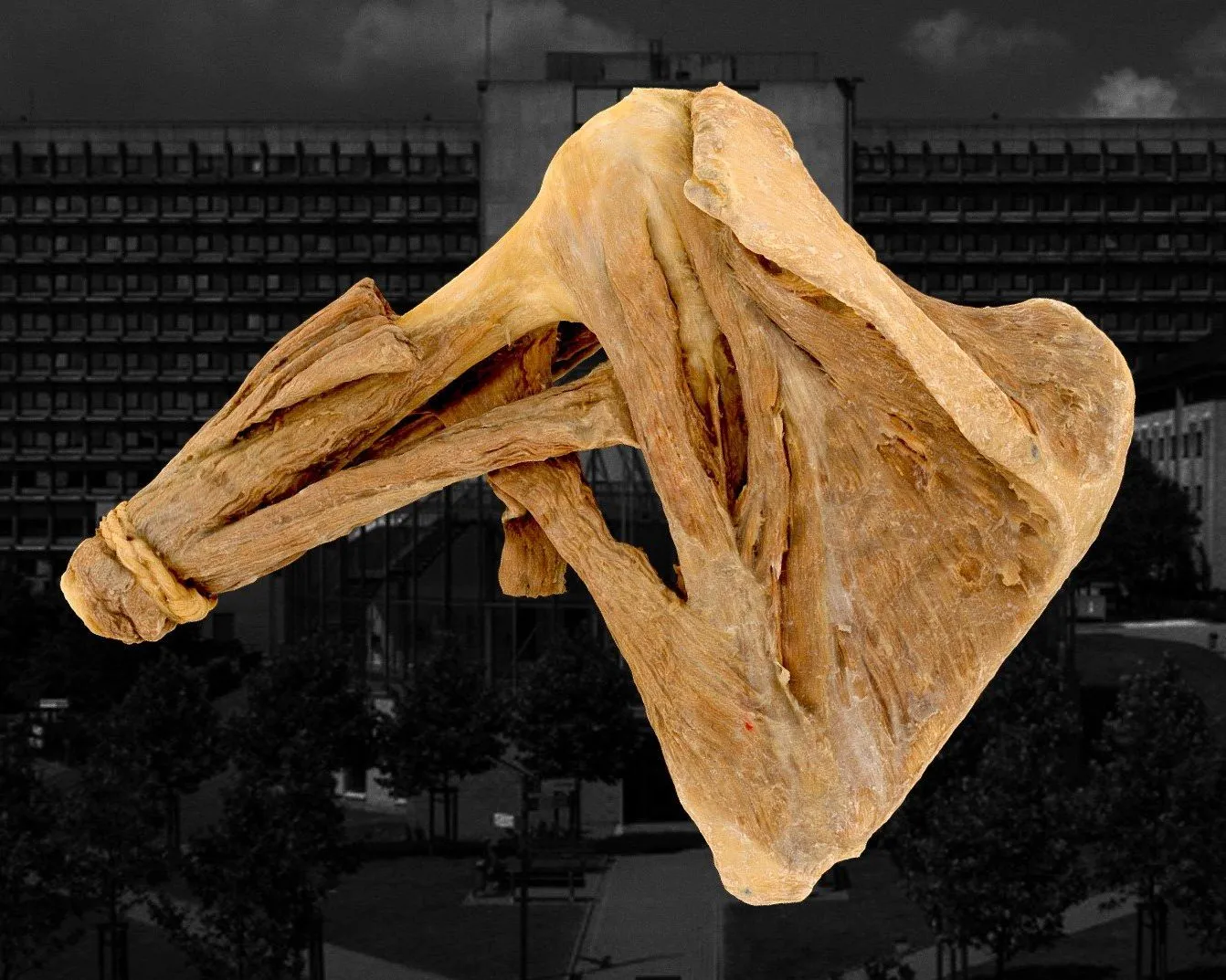 PBR Game 3D Models - Muscles De Lepaule