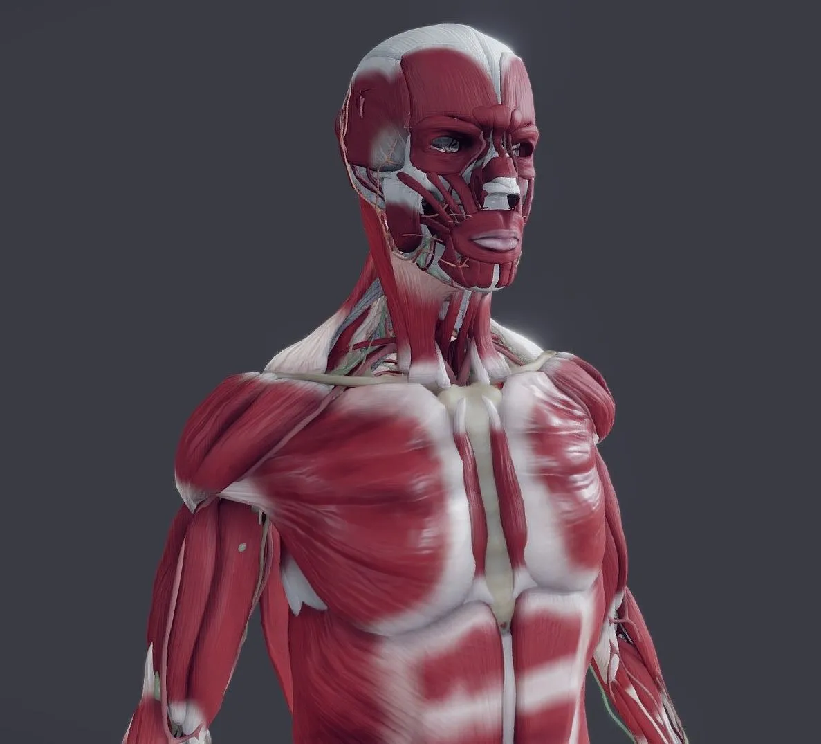 PBR Game 3D Models - Musculoskeletal With Nerves Vessels Lymphatics