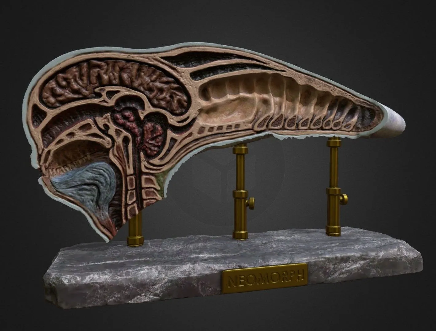 PBR Game 3D Models - Neomorph Dissected Head Alien Covenant