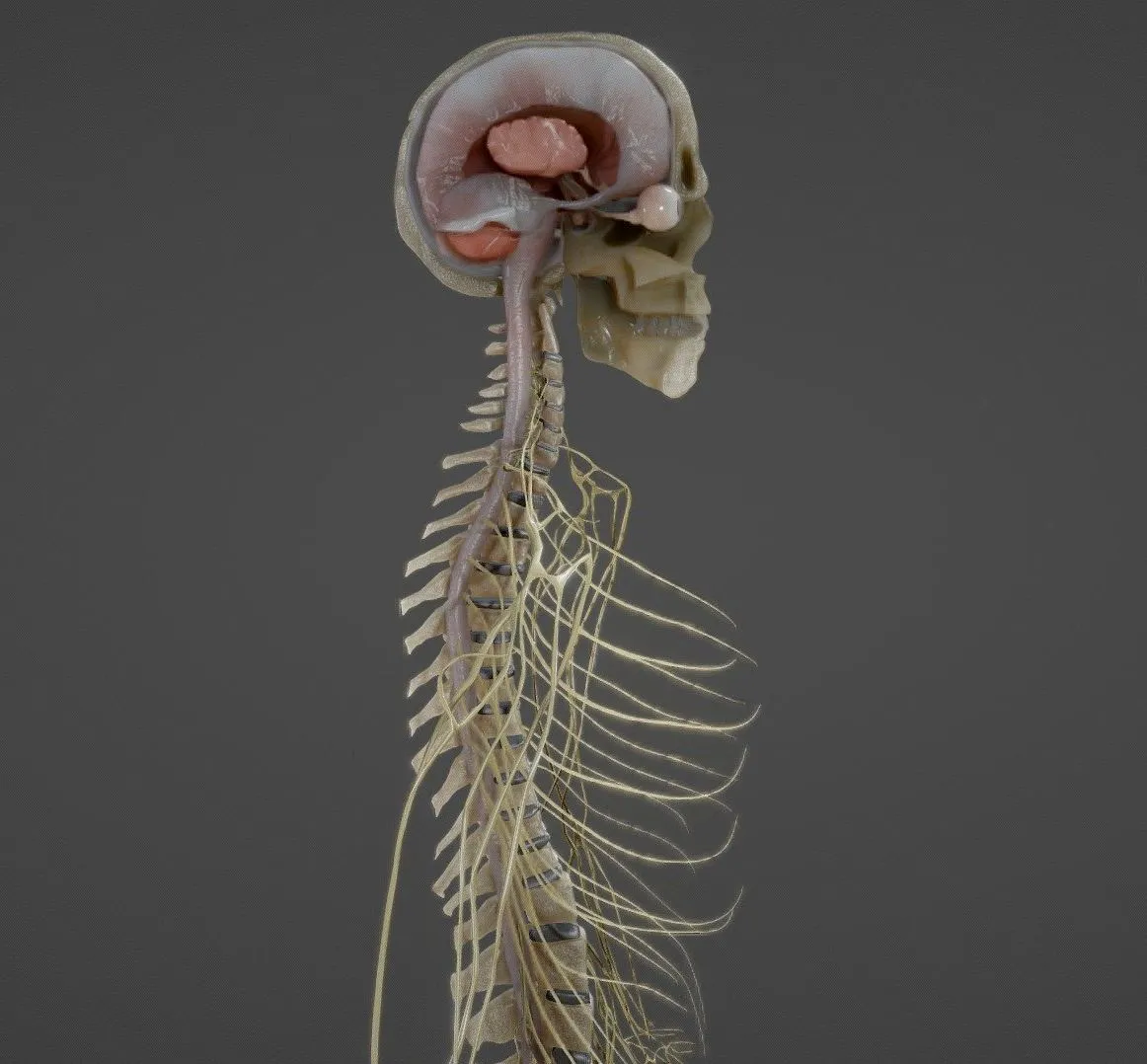PBR Game 3D Models - Nerves With A Skeletal Cross Section