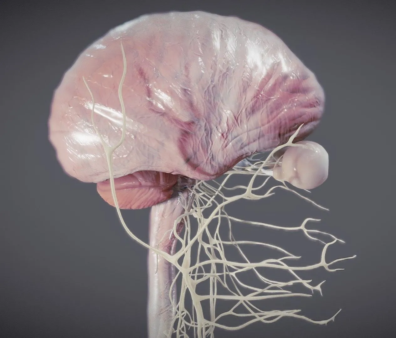 PBR Game 3D Models - Nervous System And Dura Mater