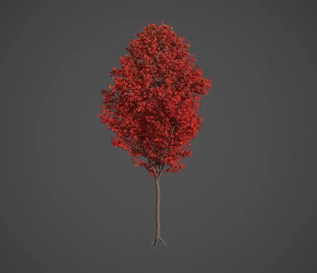 PBR Game 3D Models - Nikko Maple Collection - Acer Nikoense