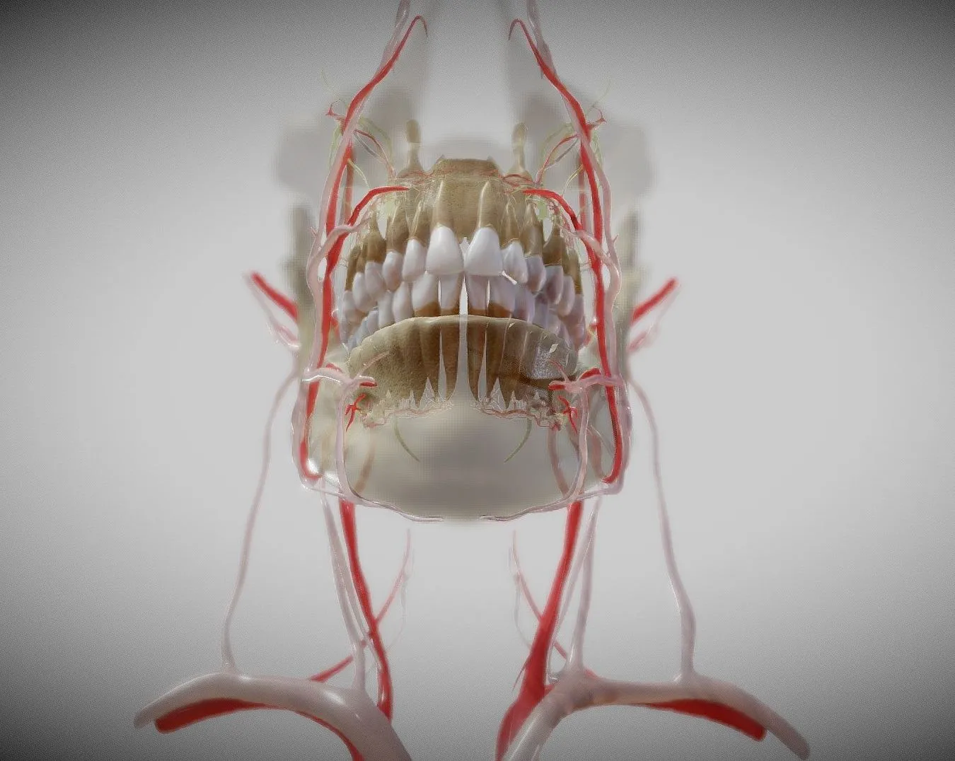 PBR Game 3D Models - Orofacial Anatomy With Blood And Nerve Supply