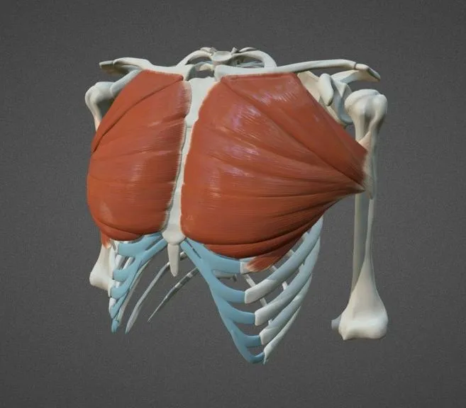 PBR Game 3D Models - Pectoralis Major