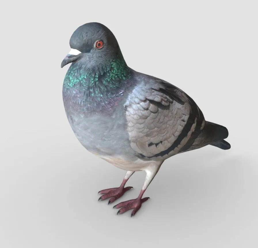 PBR Game 3D Models - Pigeon 2