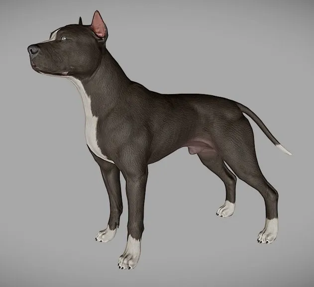 PBR Game 3D Models - Pitbull
