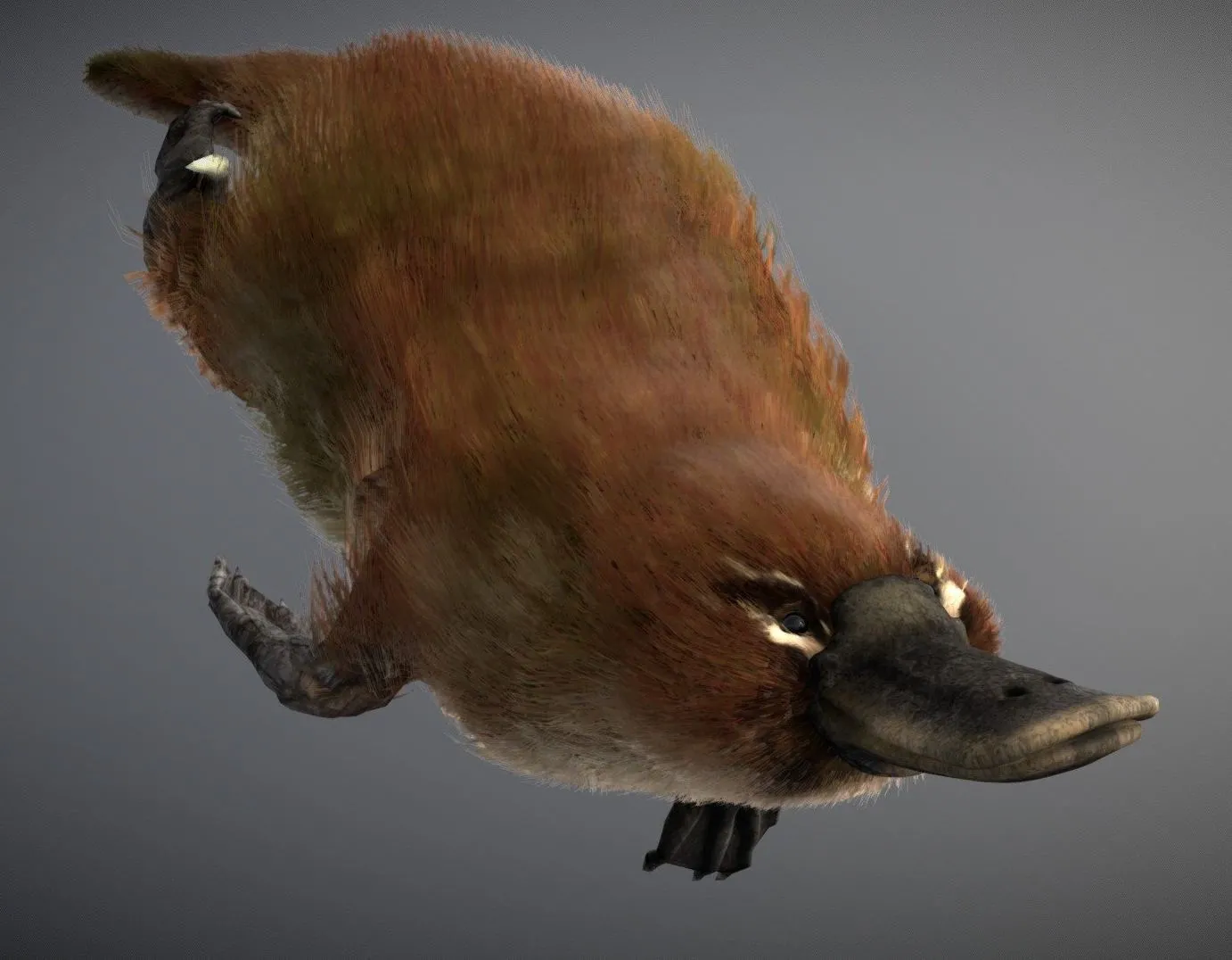 PBR Game 3D Models - Platypus