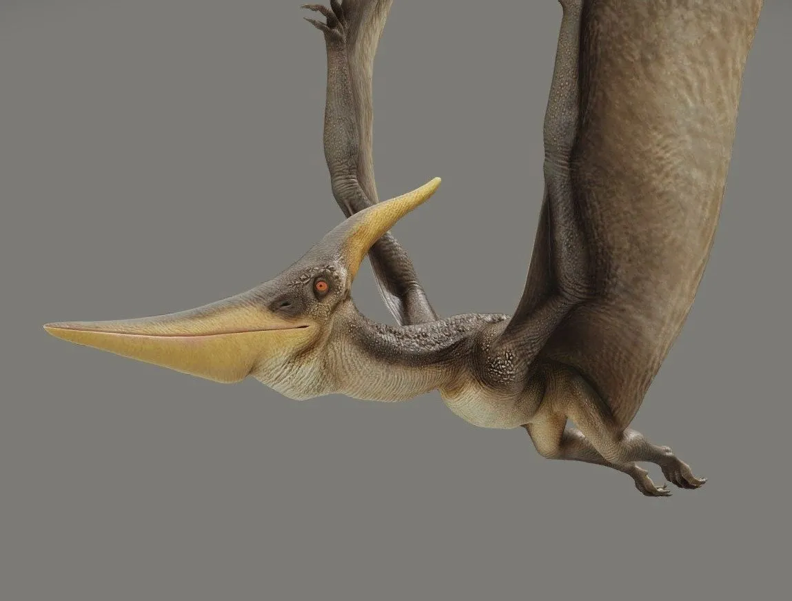 PBR Game 3D Models - Pteranodon Longiceps