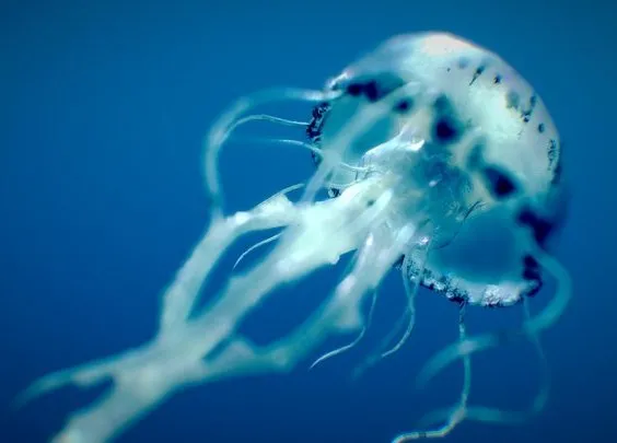 PBR Game 3D Models - Purple Striped Jellyfish