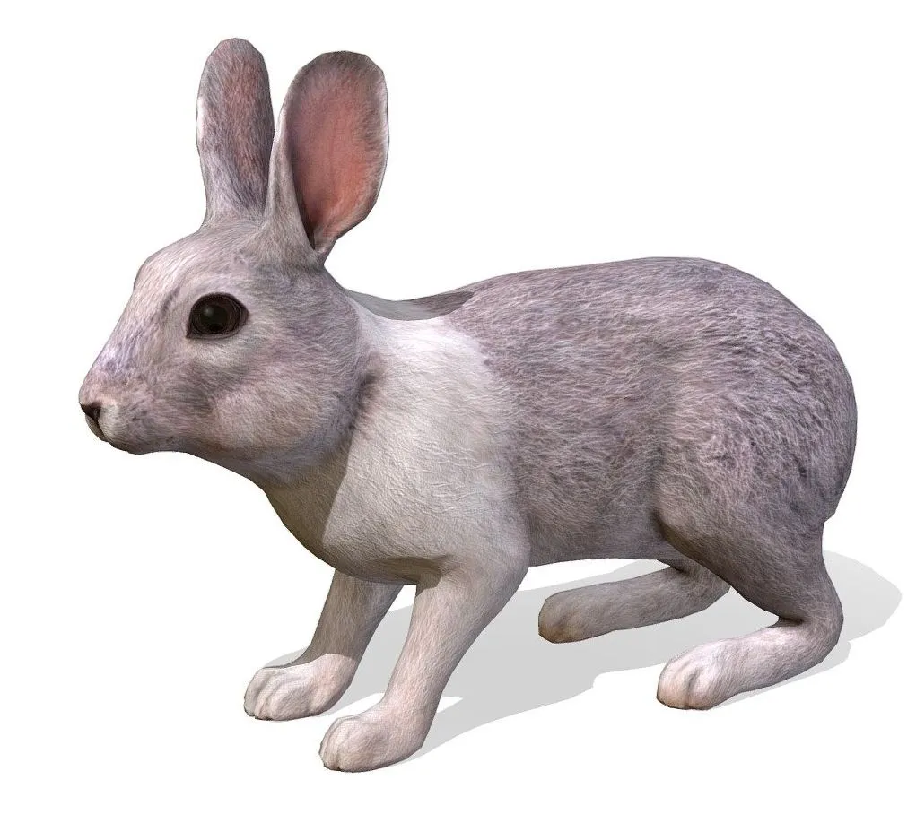 PBR Game 3D Models - Rabbit Animations