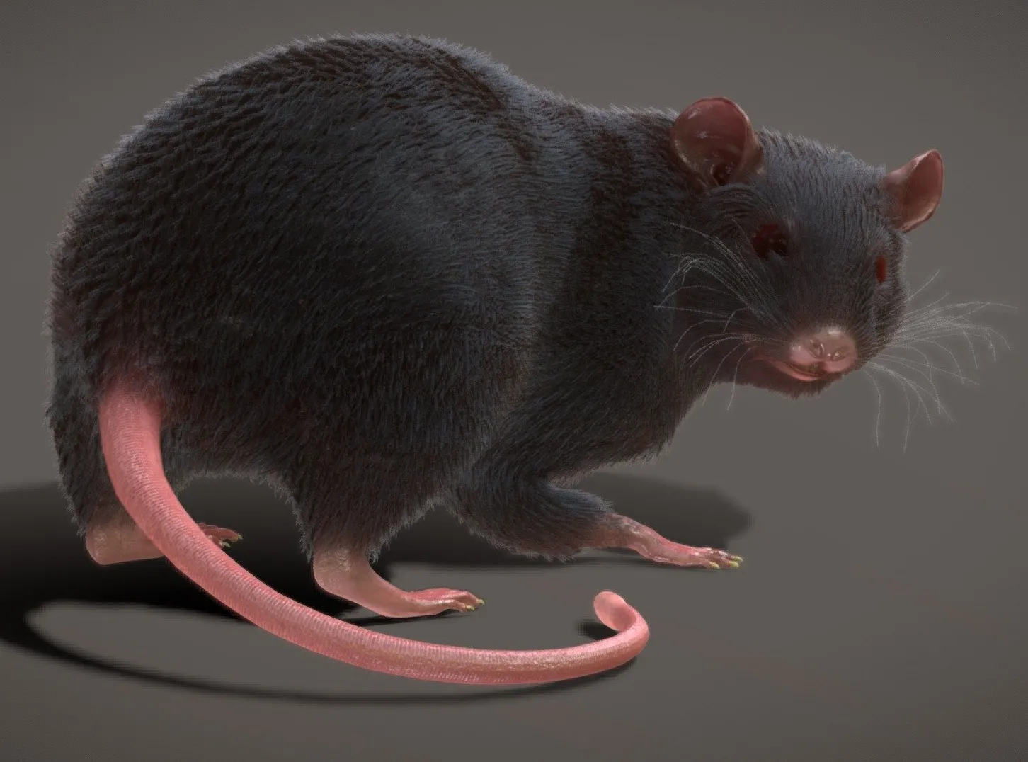 PBR Game 3D Models - Rat Rigged Animated Pbr Real Time Fur