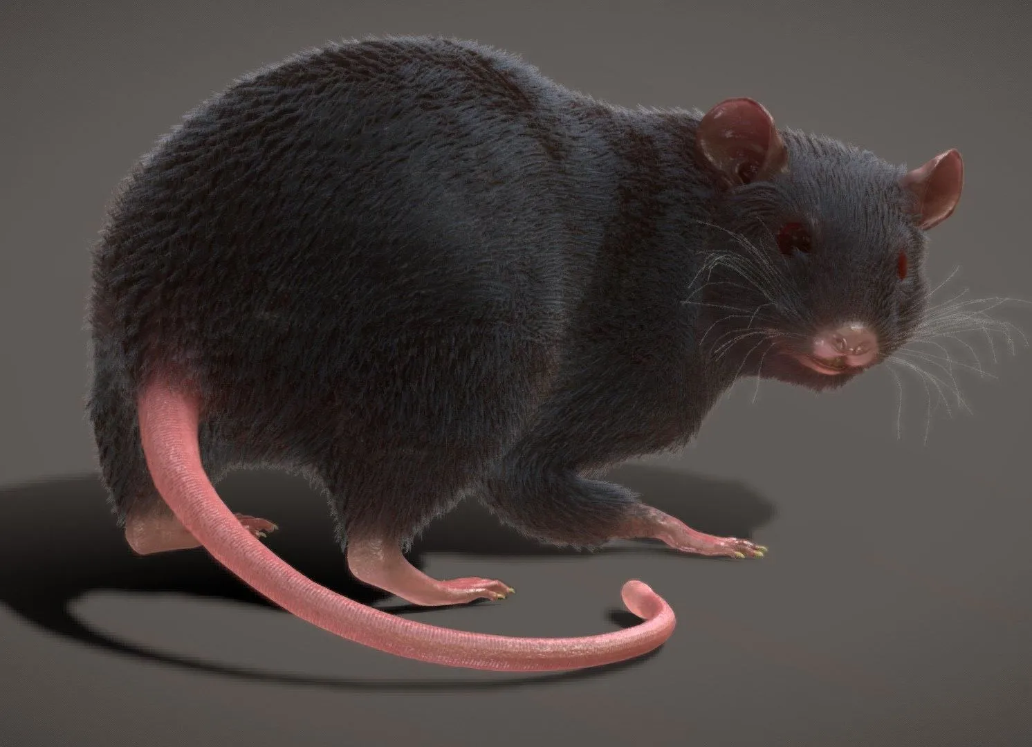 PBR Game 3D Models - Rat Rigged Animated Pbr Real Time Fur