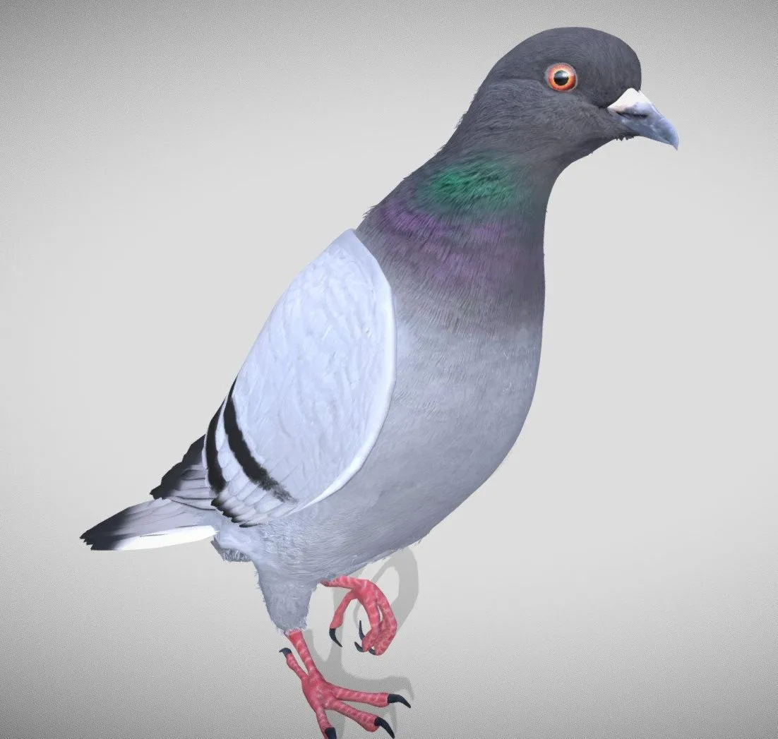PBR Game 3D Models - Realistic Animated Rock Pigeon Low Poly 3D Model