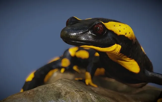 PBR Game 3D Models - Salamander