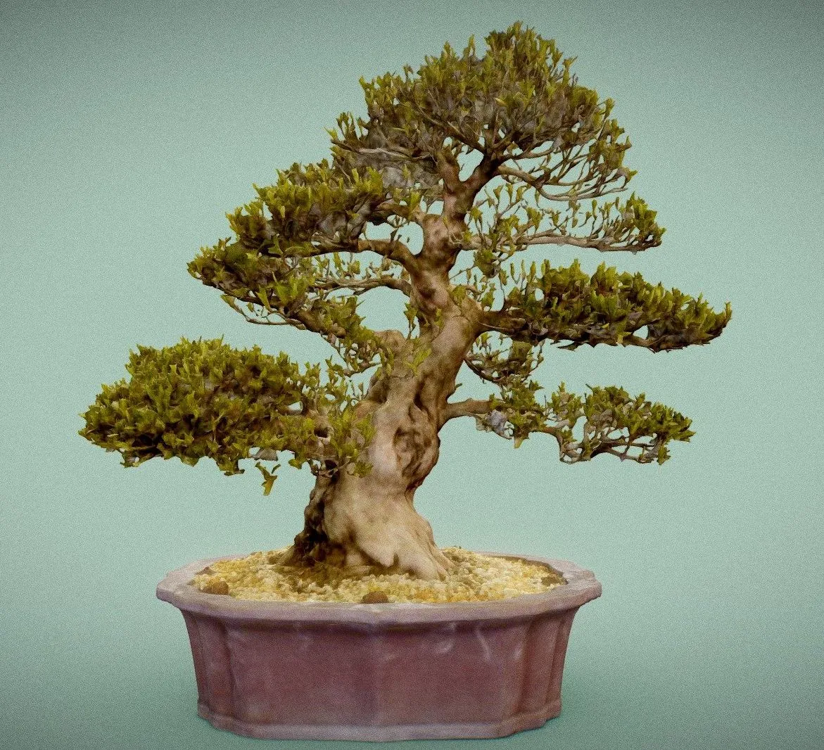 PBR Game 3D Models - Satsuki Hakurin 1