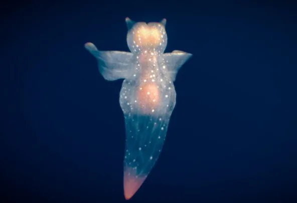 PBR Game 3D Models - Sea Angel