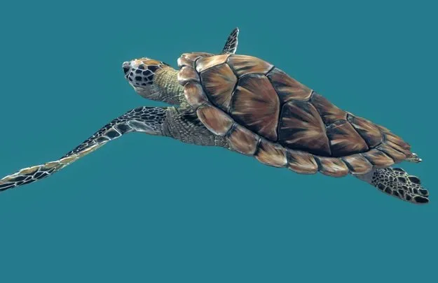 PBR Game 3D Models - Sea Green Turtle