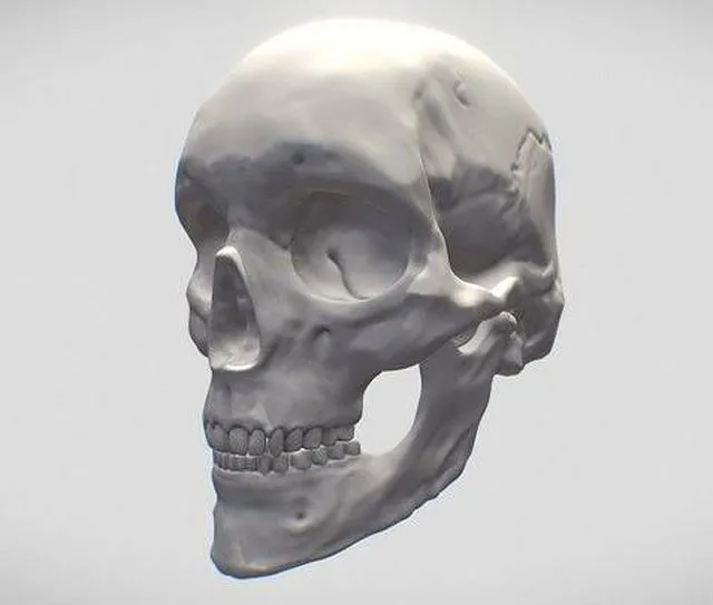 PBR Game 3D Models - Skull Human Adult Female