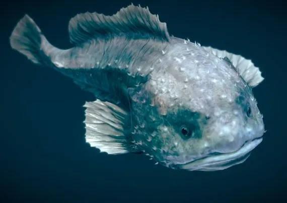 PBR Game 3D Models - Smooth Head Blobfish