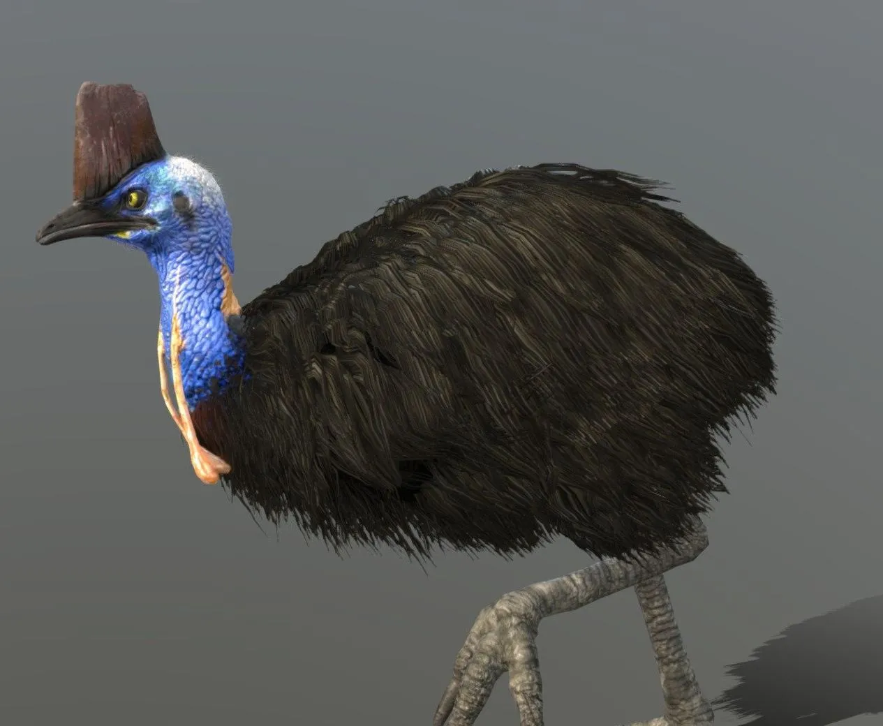 PBR Game 3D Models - Southern Cassowary