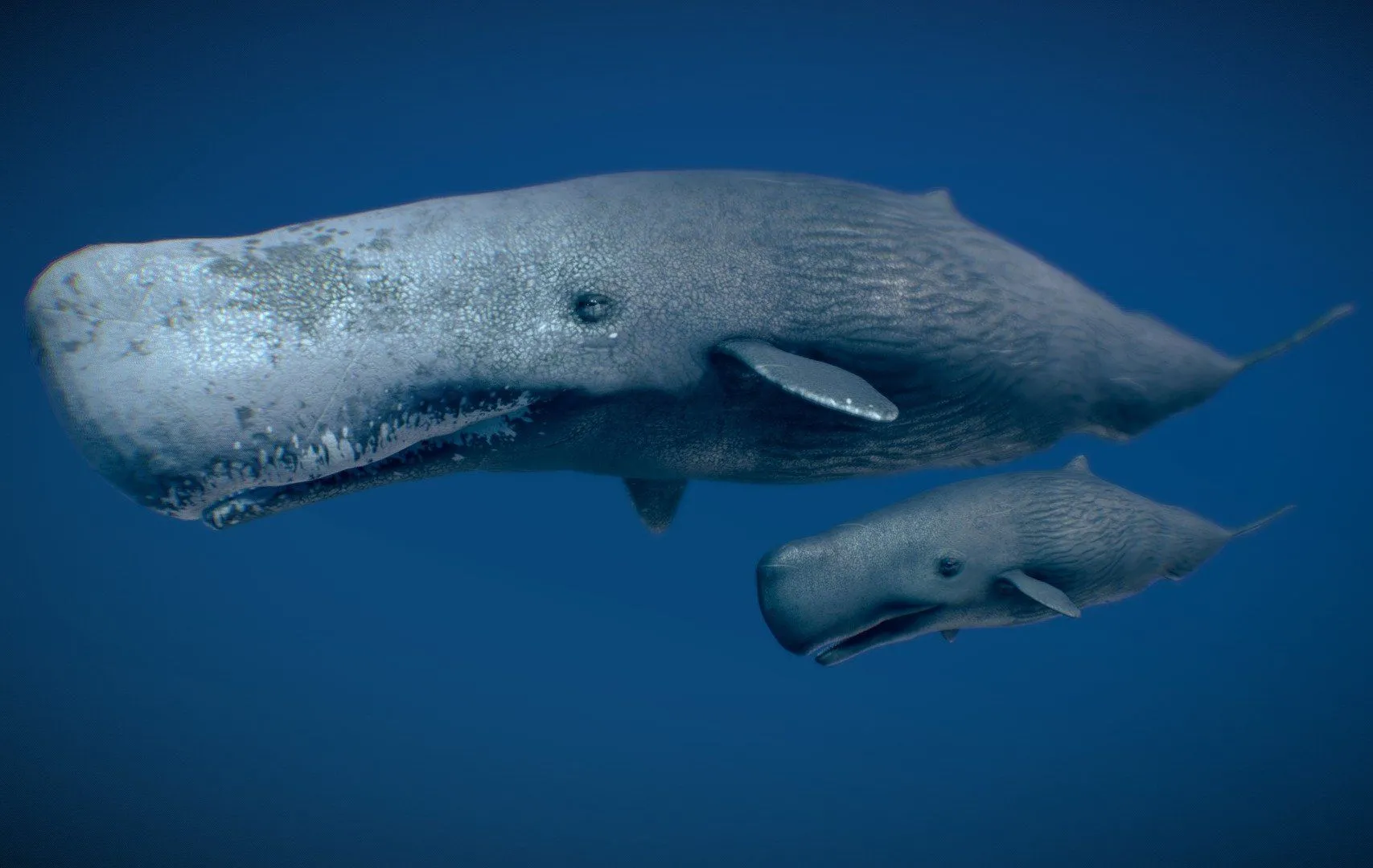 PBR Game 3D Models - Sperm Whale