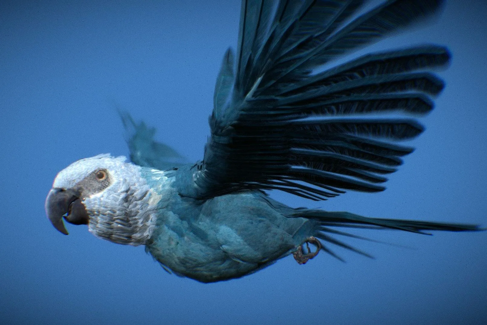 PBR Game 3D Models - Spixs Macaw Ararinha Azul