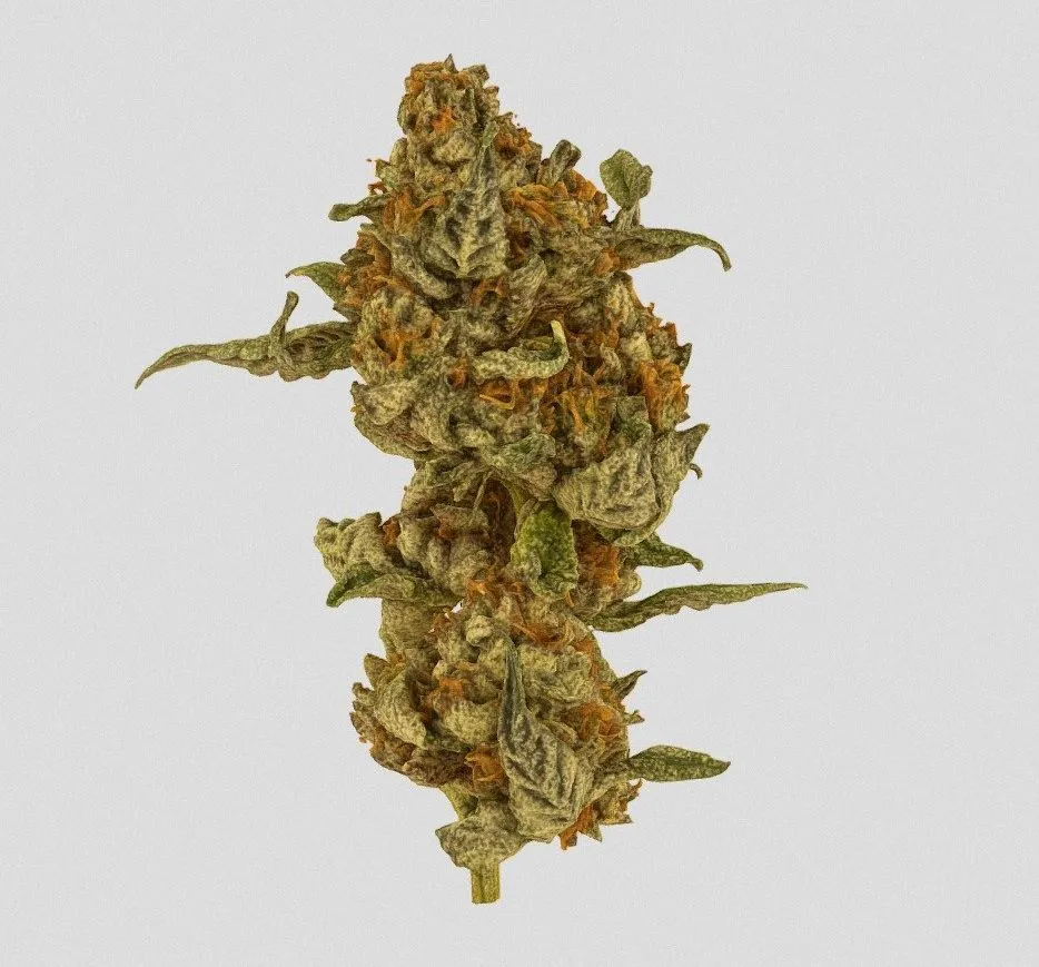 PBR Game 3D Models - Superweed2