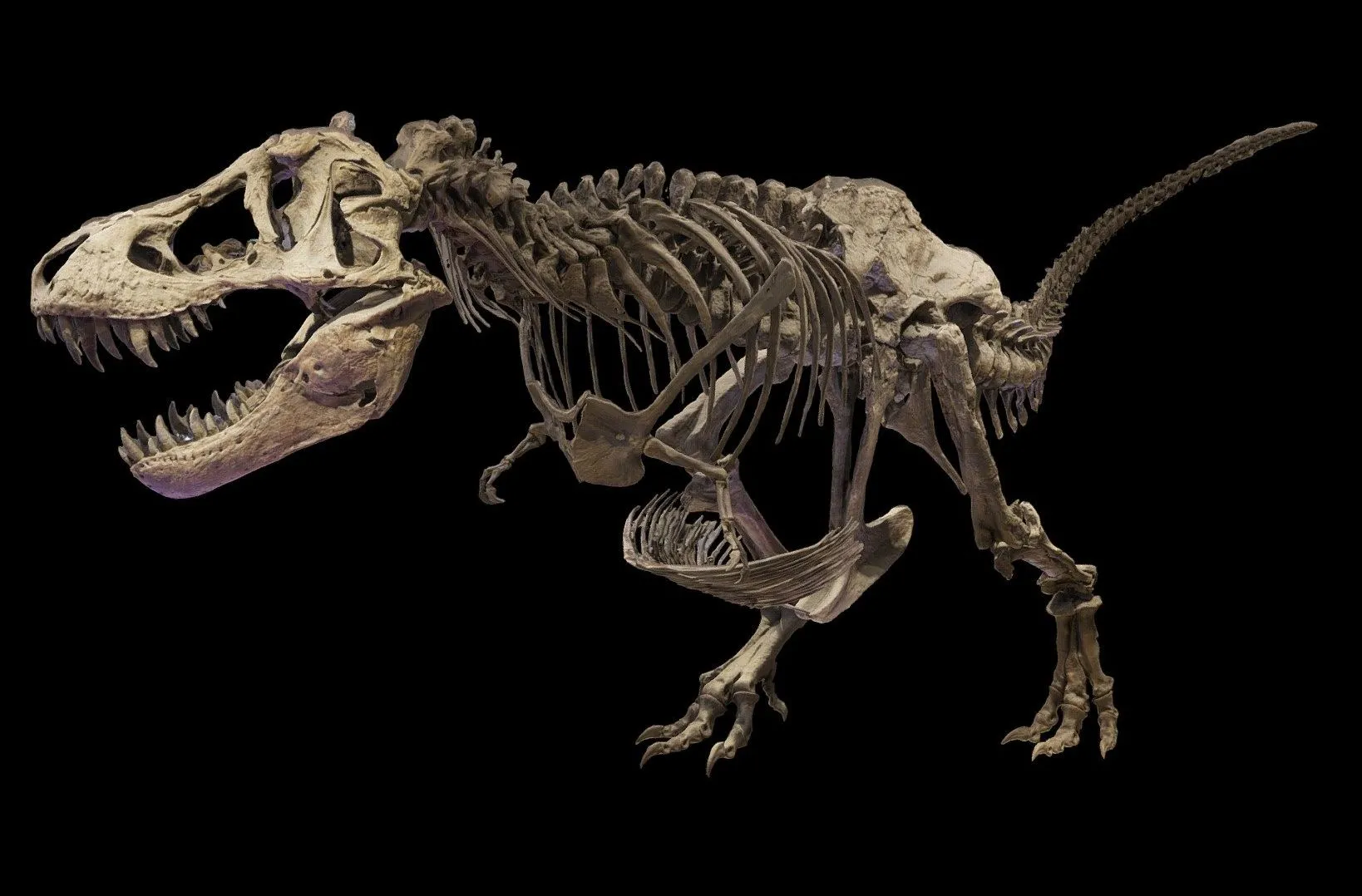 PBR Game 3D Models - T Rex Skeleton