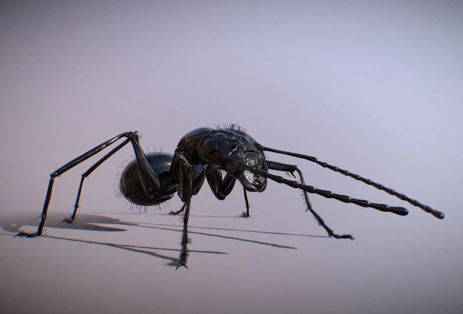 PBR Game 3D Models - The Ant- (Animated Camponotus)