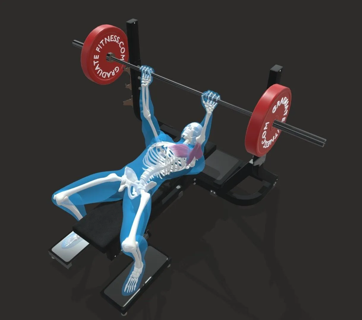 PBR Game 3D Models - The Barbell Bench Press
