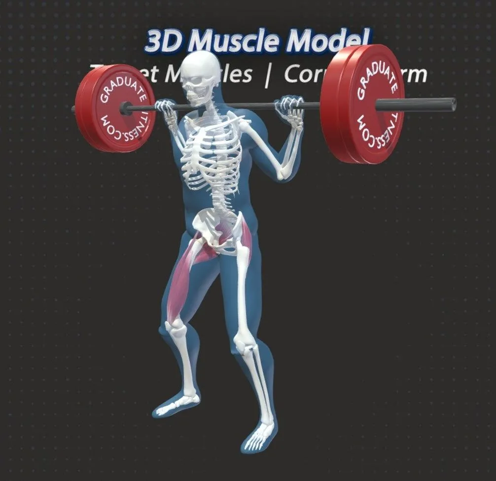 PBR Game 3D Models - The Barbell Squat Muscles Anatomy