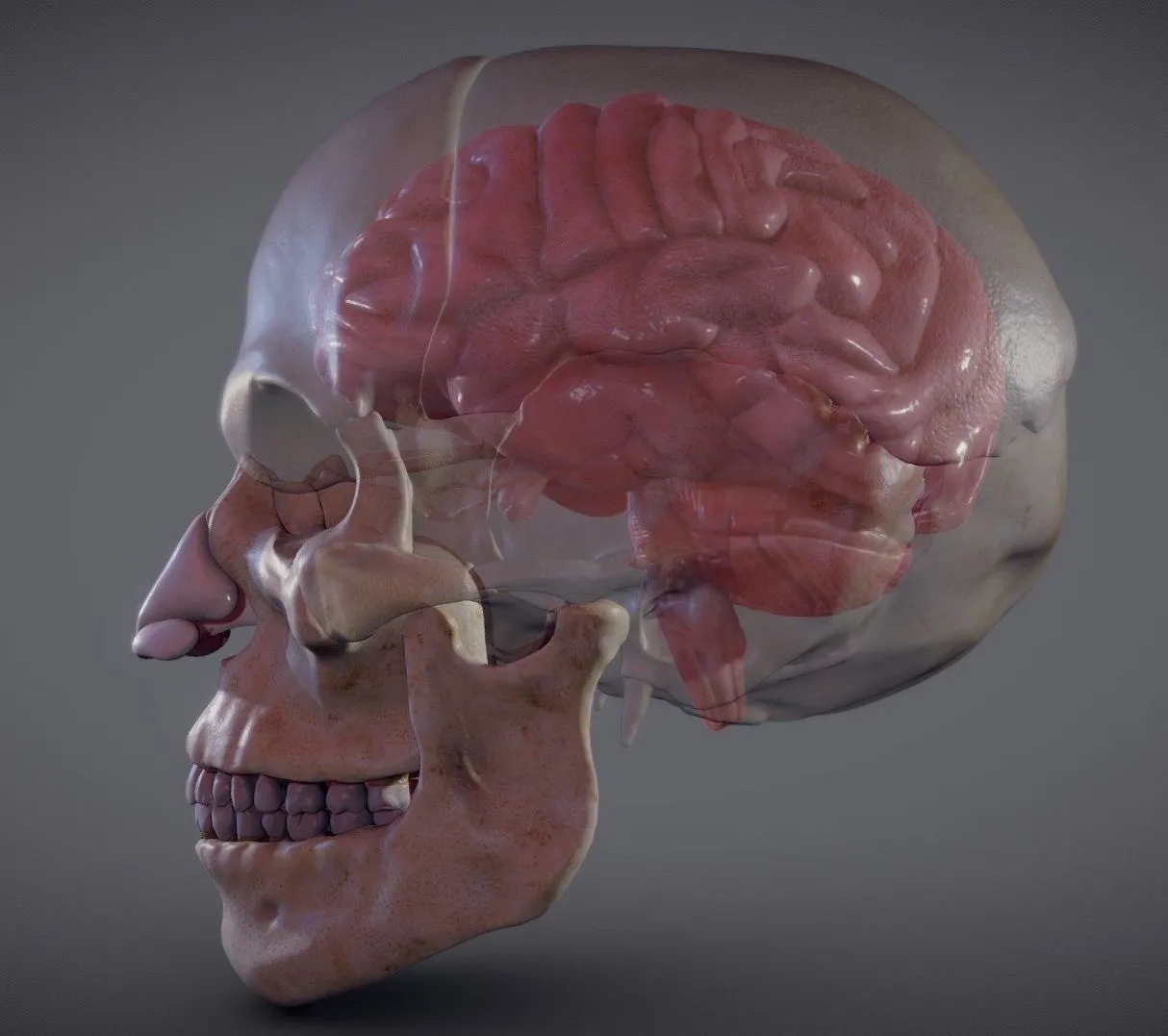 PBR Game 3D Models - The Brain Inside The Skull