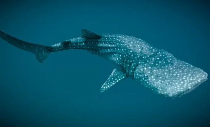 PBR Game 3D Models - Whale Shark