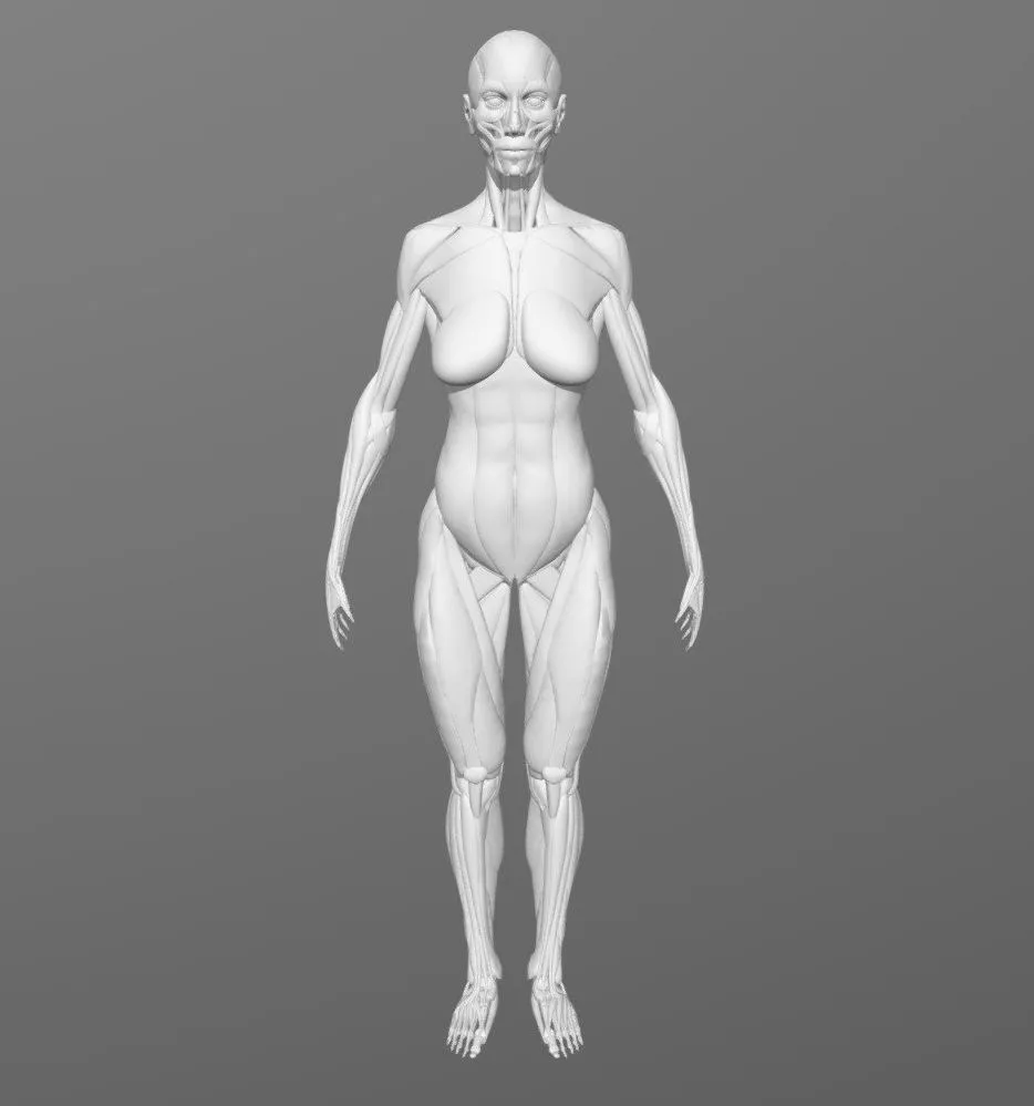PBR Game 3D Models - Wyatt Stanley Female Ecorche