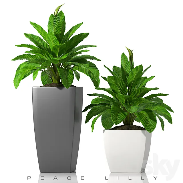 PEACE LILLY_P28 3DModel