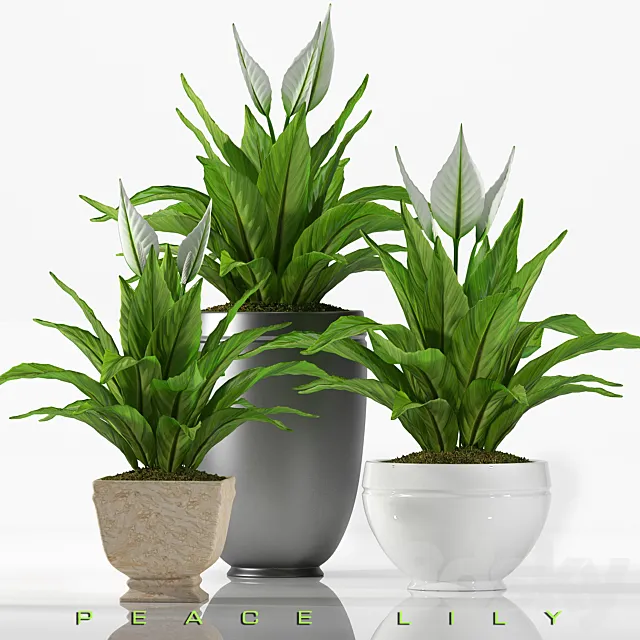 PEACE LILY 2 3DModel