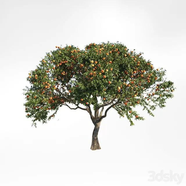 Peach tree 2 3D Model