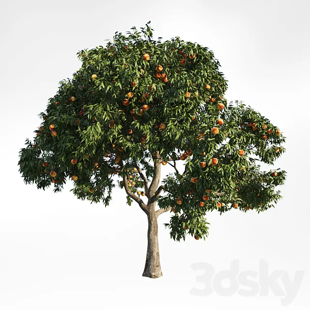 peach tree 9 3D Model