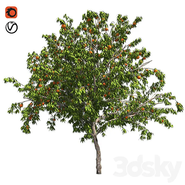Peach tree with fruit 3DModel