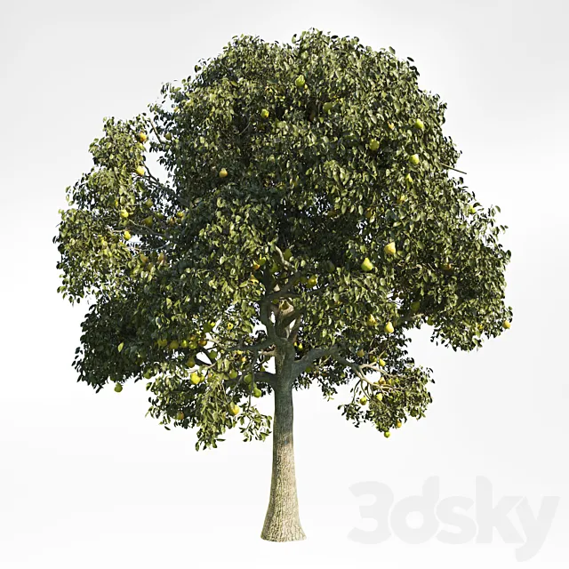 Pear Tree 10 3D Model