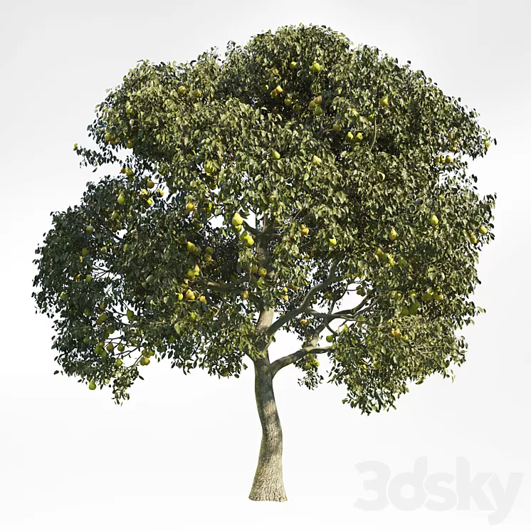Pear Tree 8 3D Model