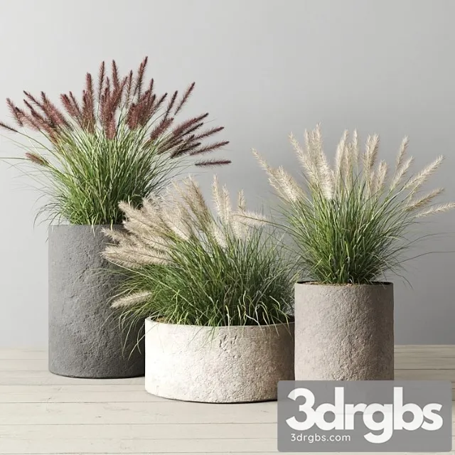 Pennisetum Foxtail in Concrete Pots 3D Model Free