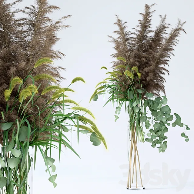 Pennisetum & Pampas grass & Eucalyptus 3DModel